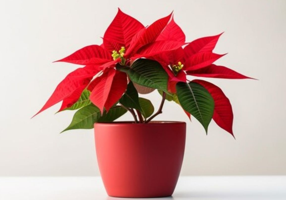 ¿Cada cuántos días regar la Nochebuena para que dure hasta Navidad?