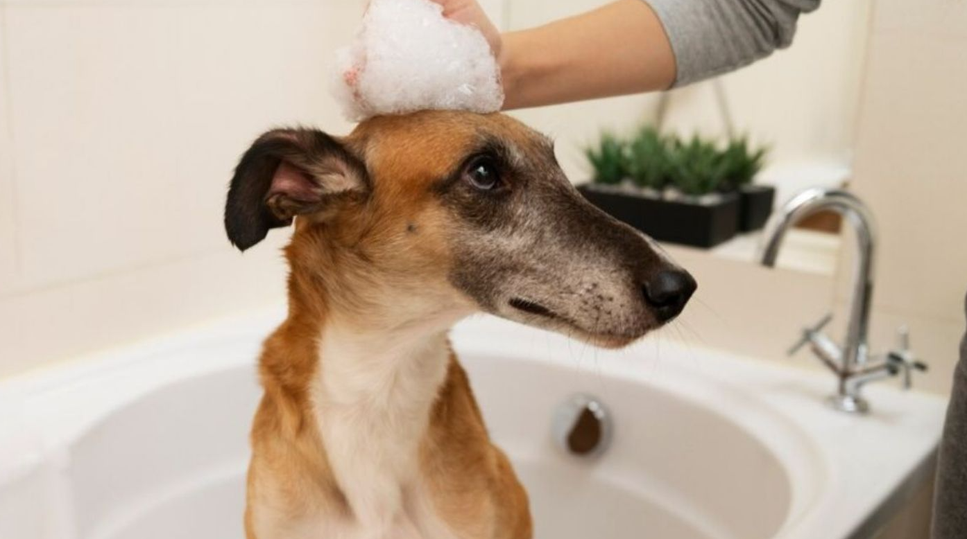 Con plantas naturales, así puedes preparar un shampoo seco para bañar a tus perros en este invierno